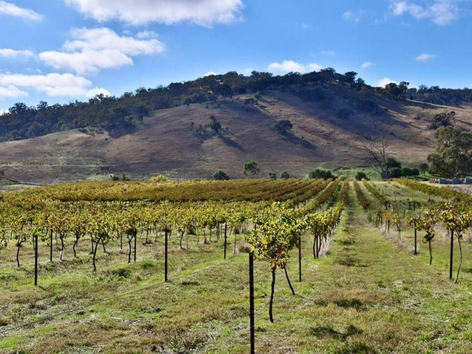Looking over the vineyard and rolling hills and Splitters Creek Vineyard