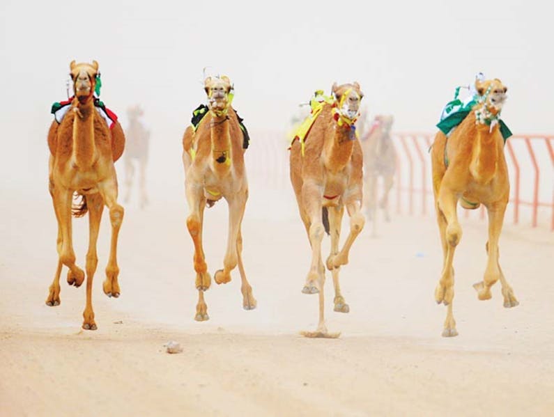 Image of the event 'The Quirindi Camel Cup'