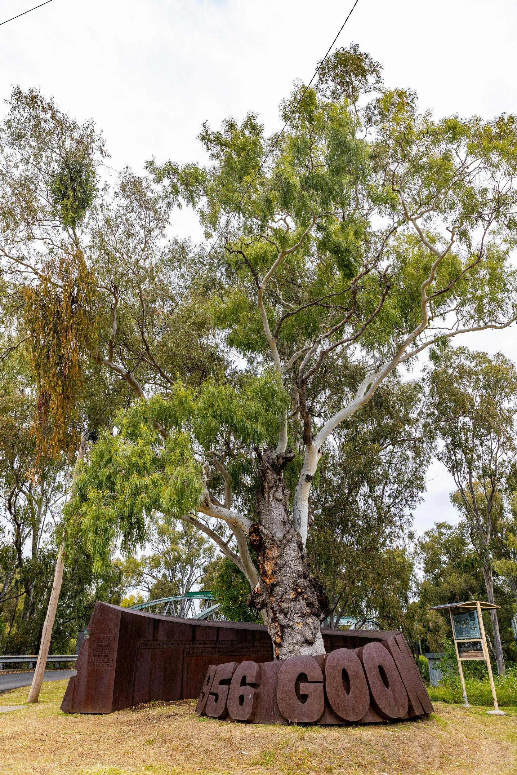 Tree of Knowledge Goondiwindi