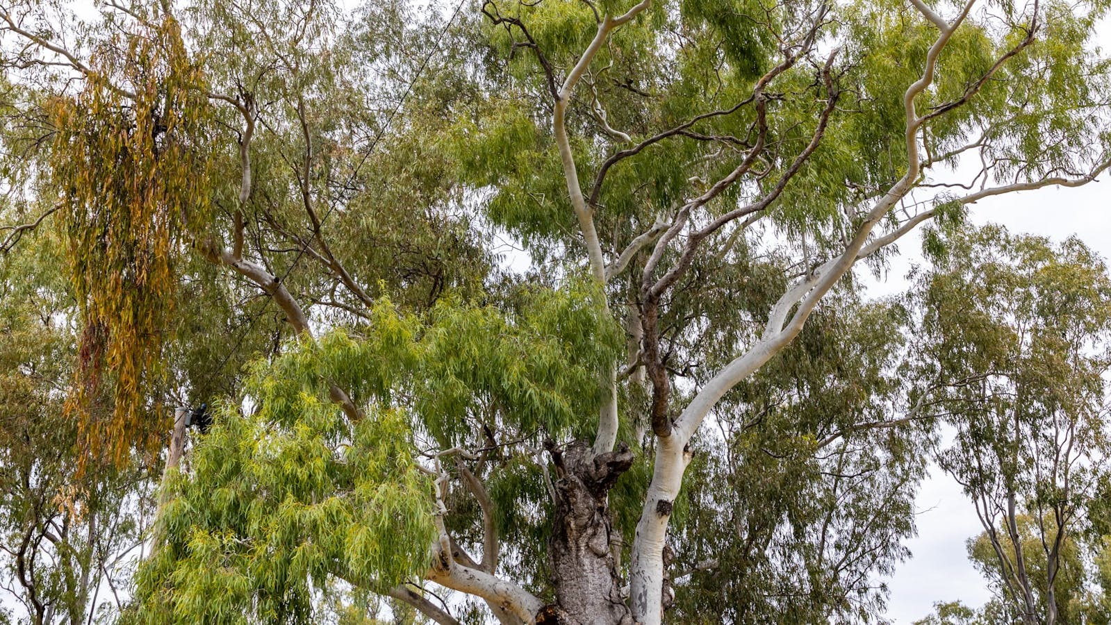 Tree of Knowledge Goondiwindi Tree of Knowledge Goondiwindi