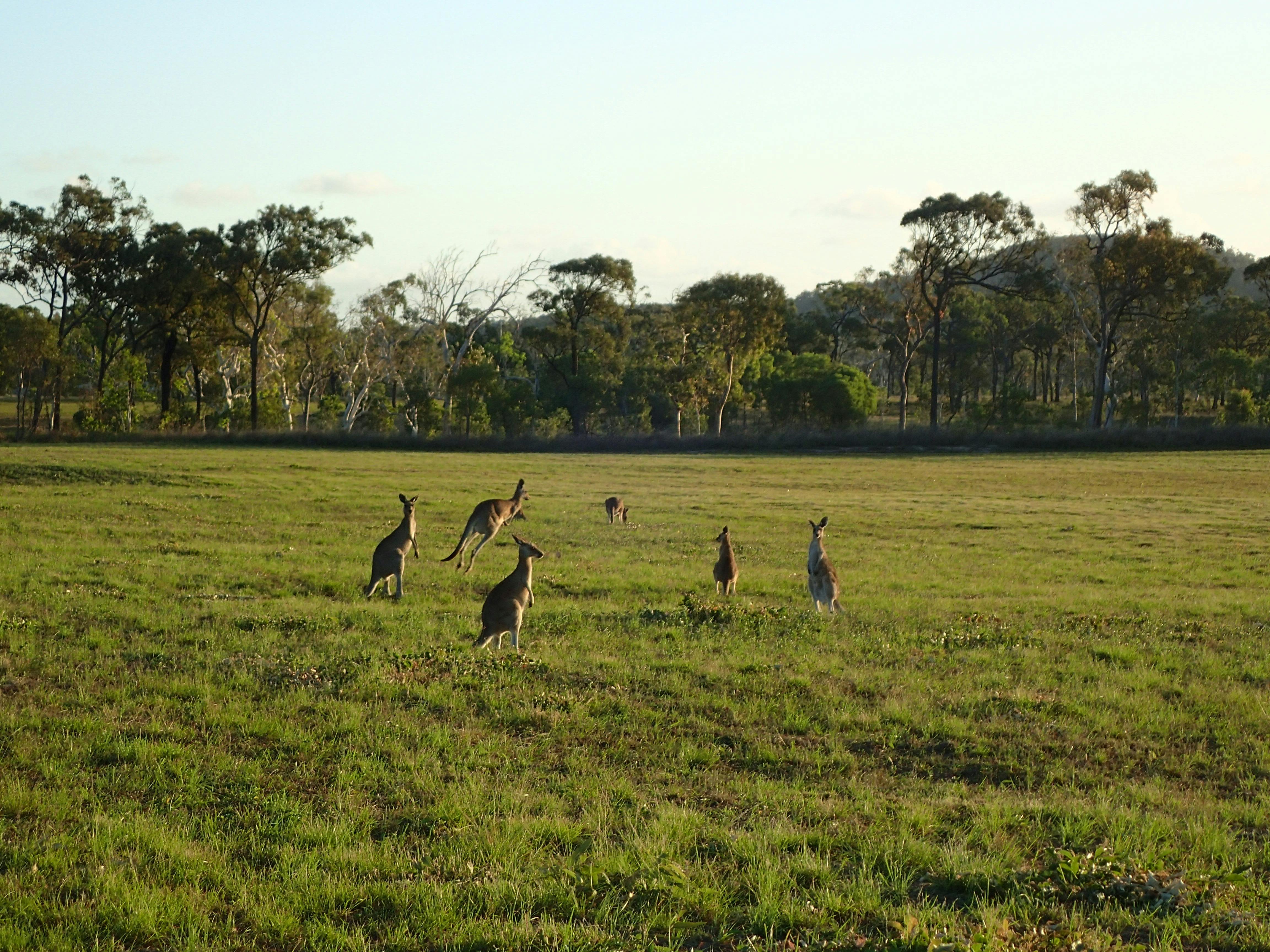 Kangaroos at the Park