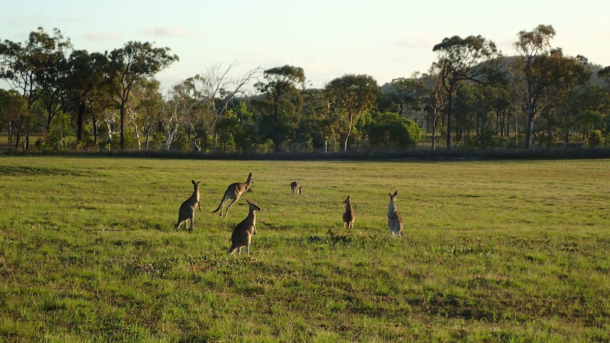 Kangaroos grazing on open grassland opposite Office