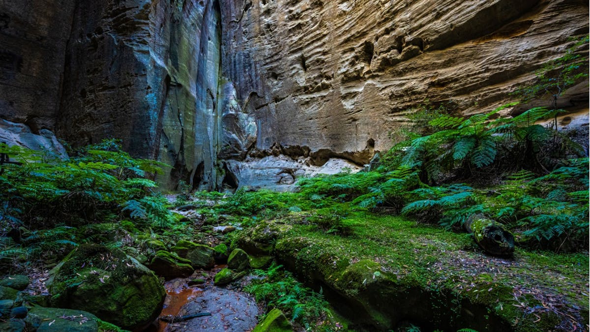 Carnarvon Gorge