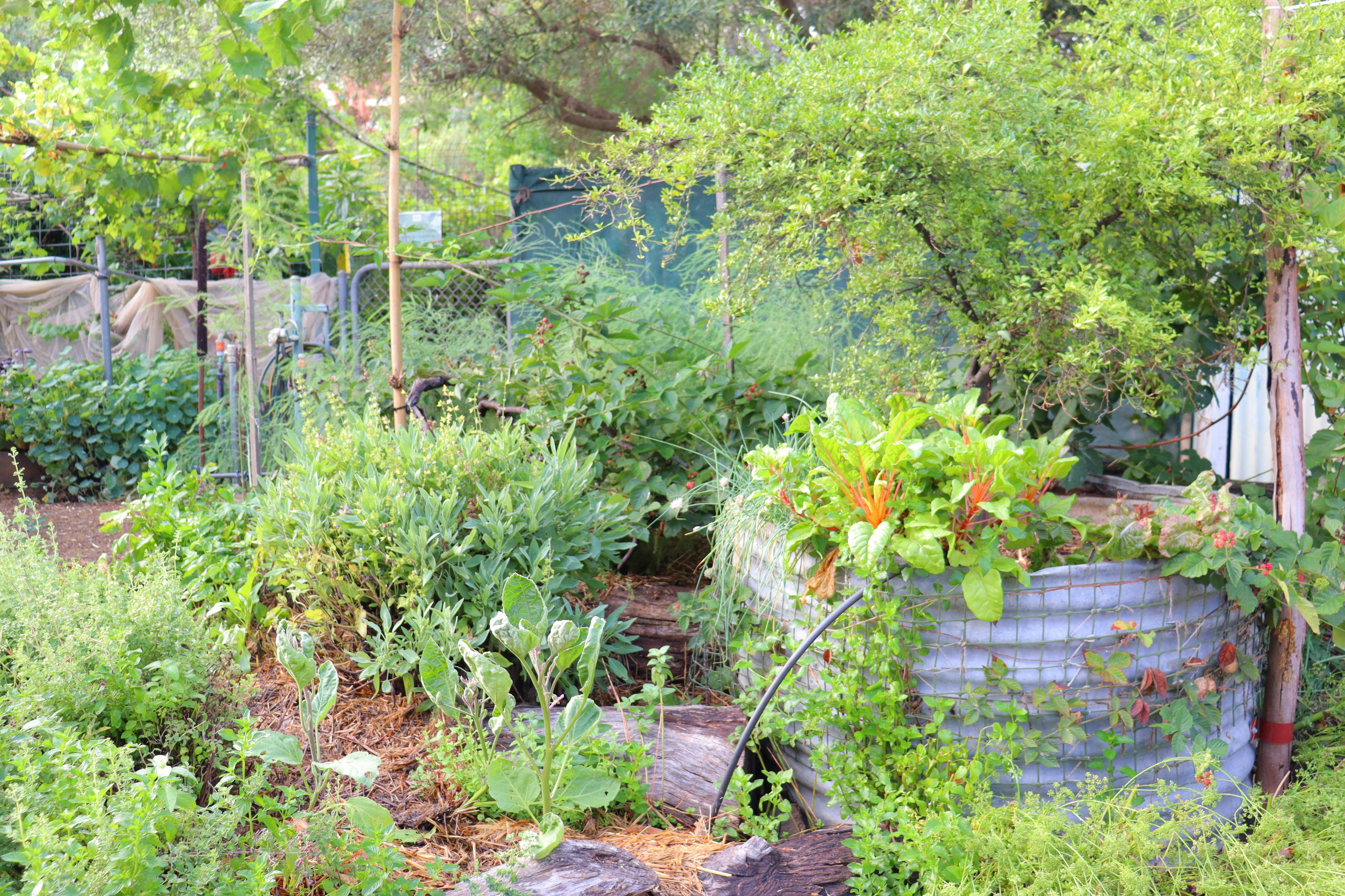 A thriving vegetable garden