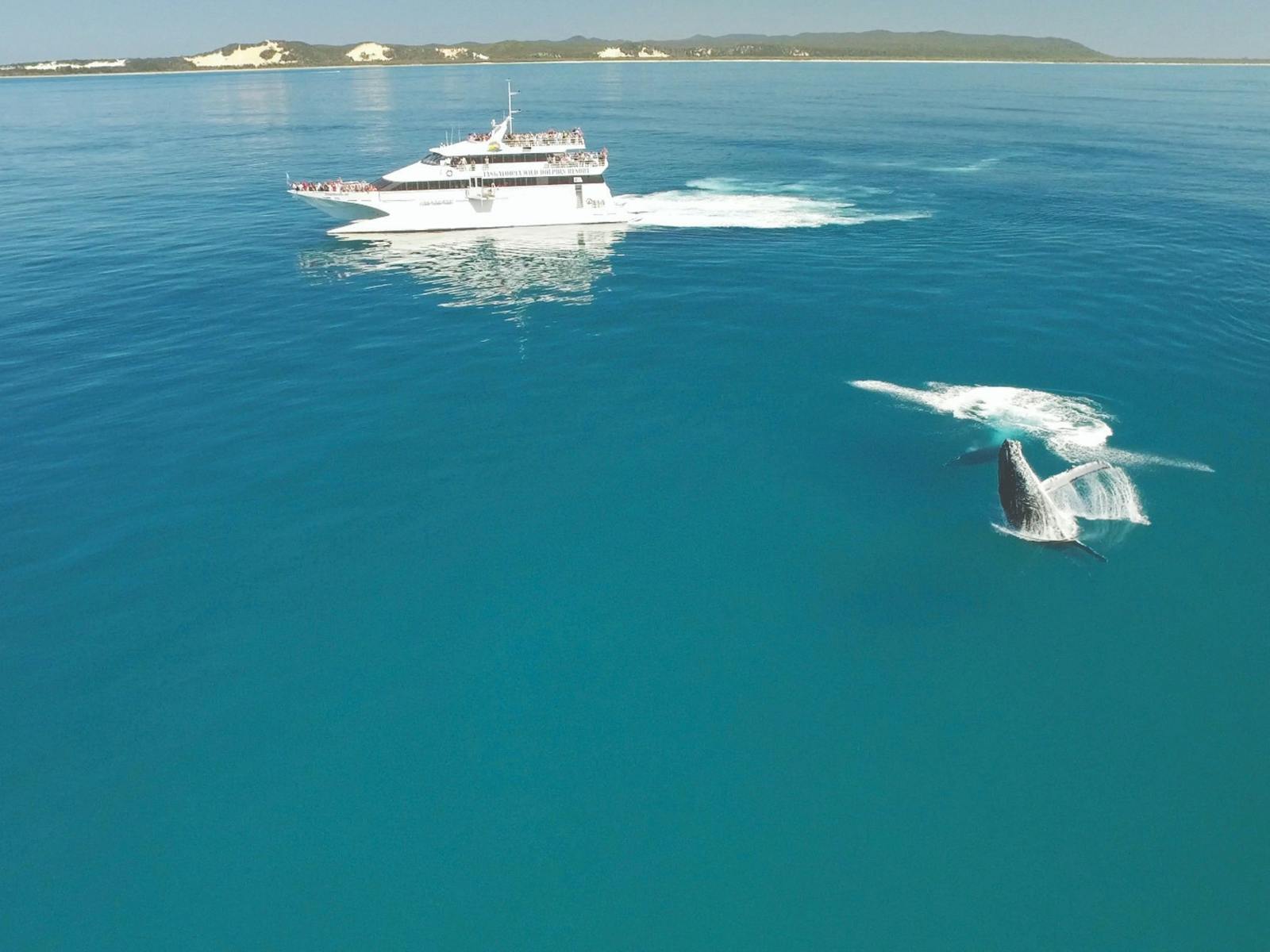 Tangalooma Whale Watching Tangalooma Whale Watching