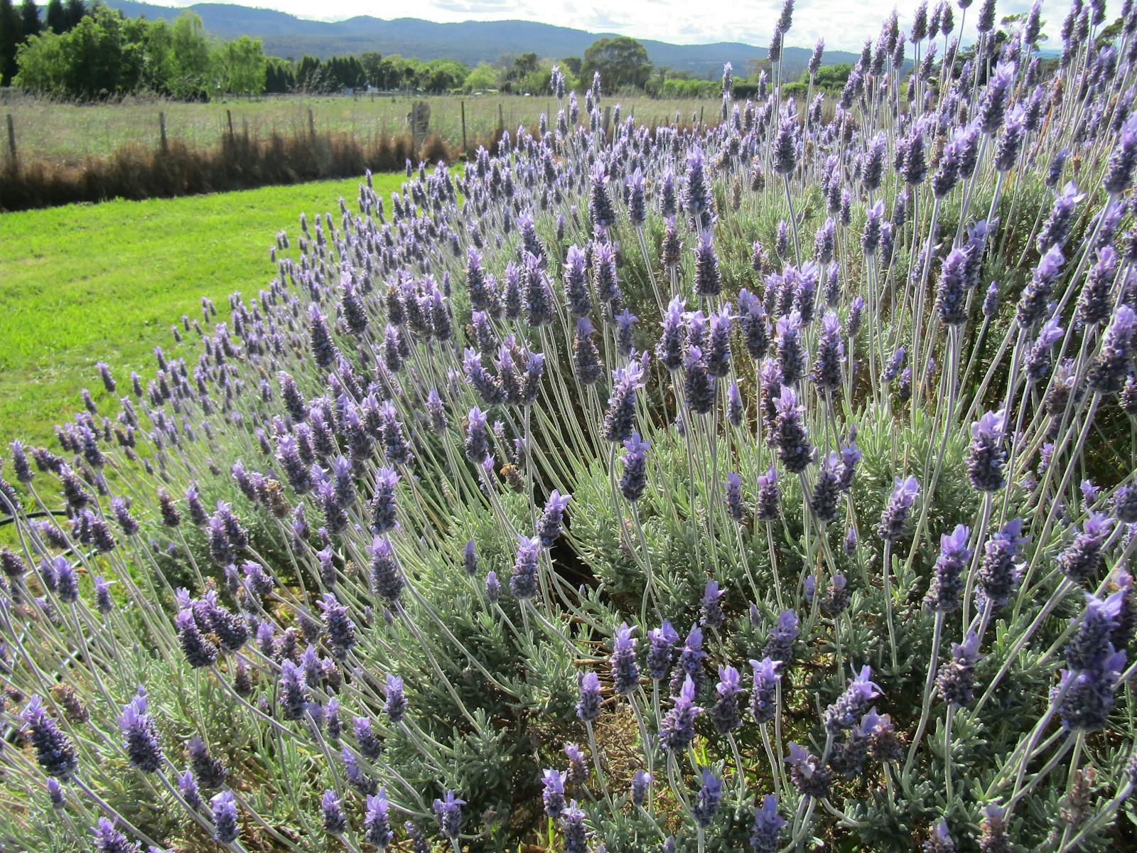 French Lavender in bloom