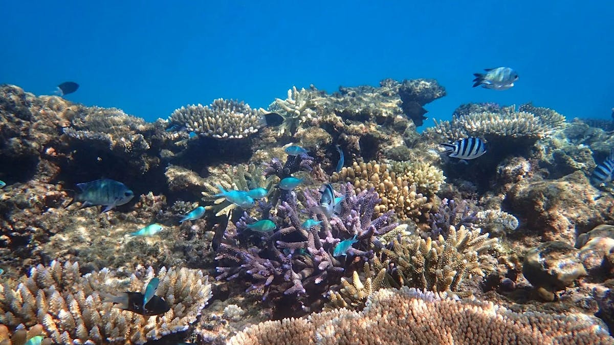 Beaver Reef