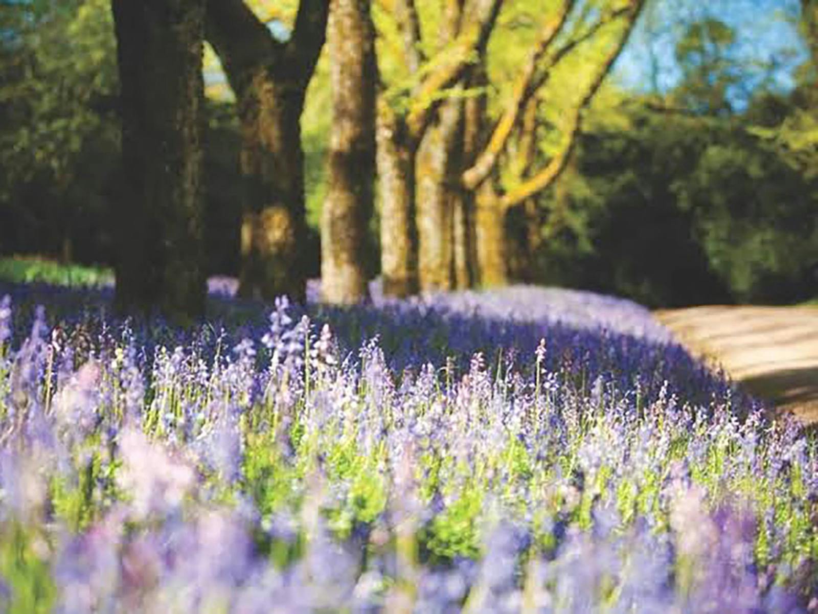 Blue Bells