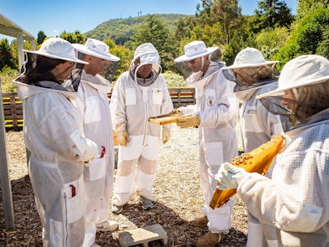 The Beez Neez Group Tour