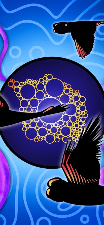 black cockatoo drawing with colours