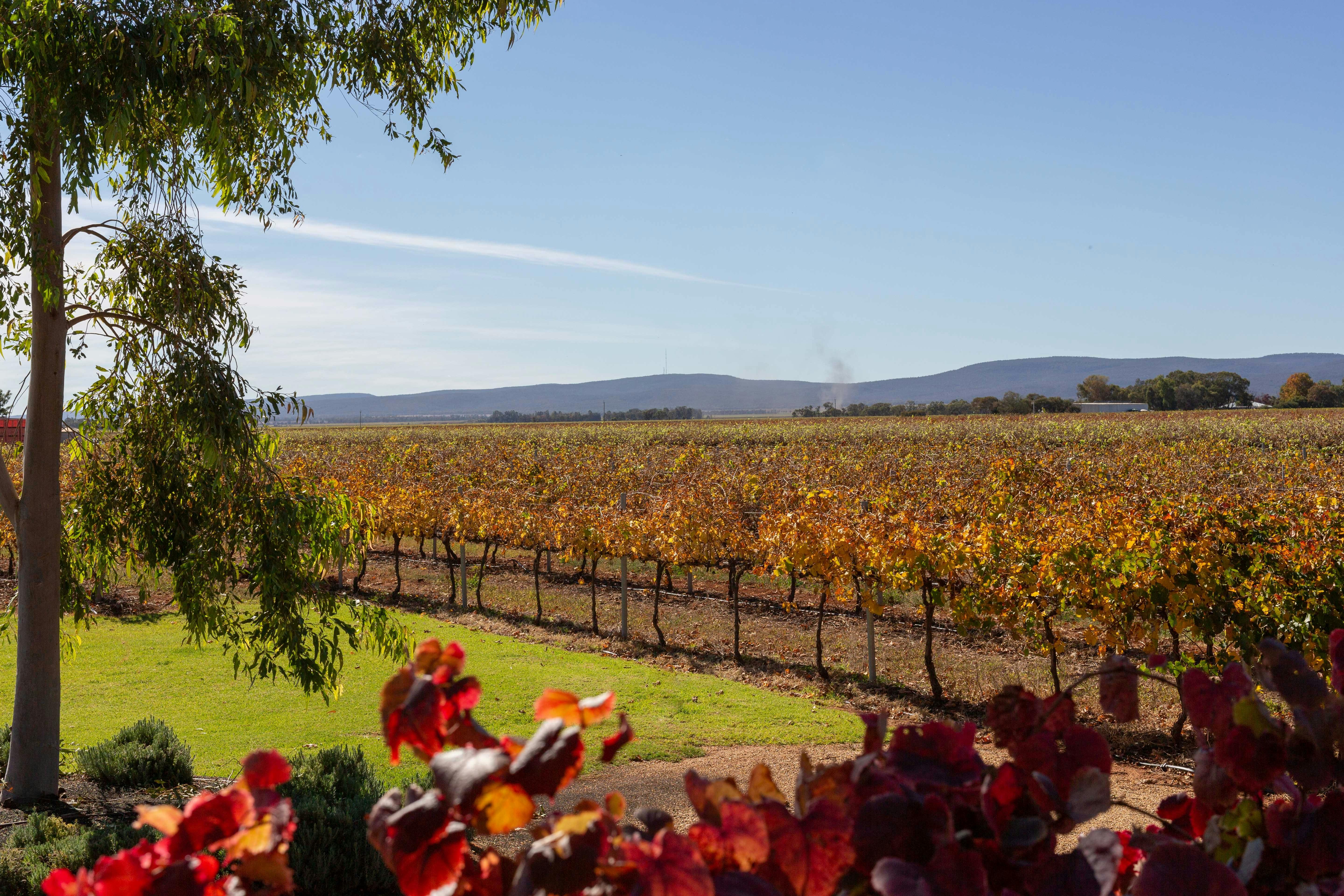 Yarran cellar door views