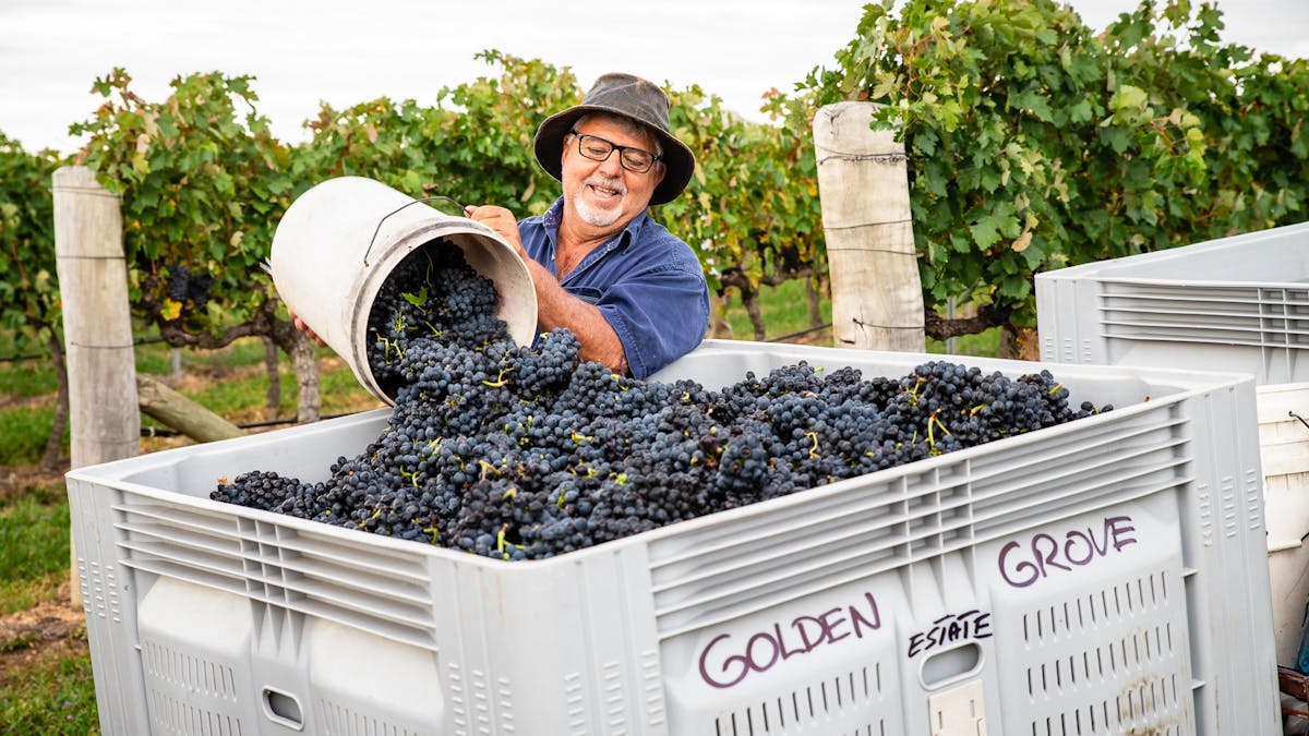 Picking bin full of grapes