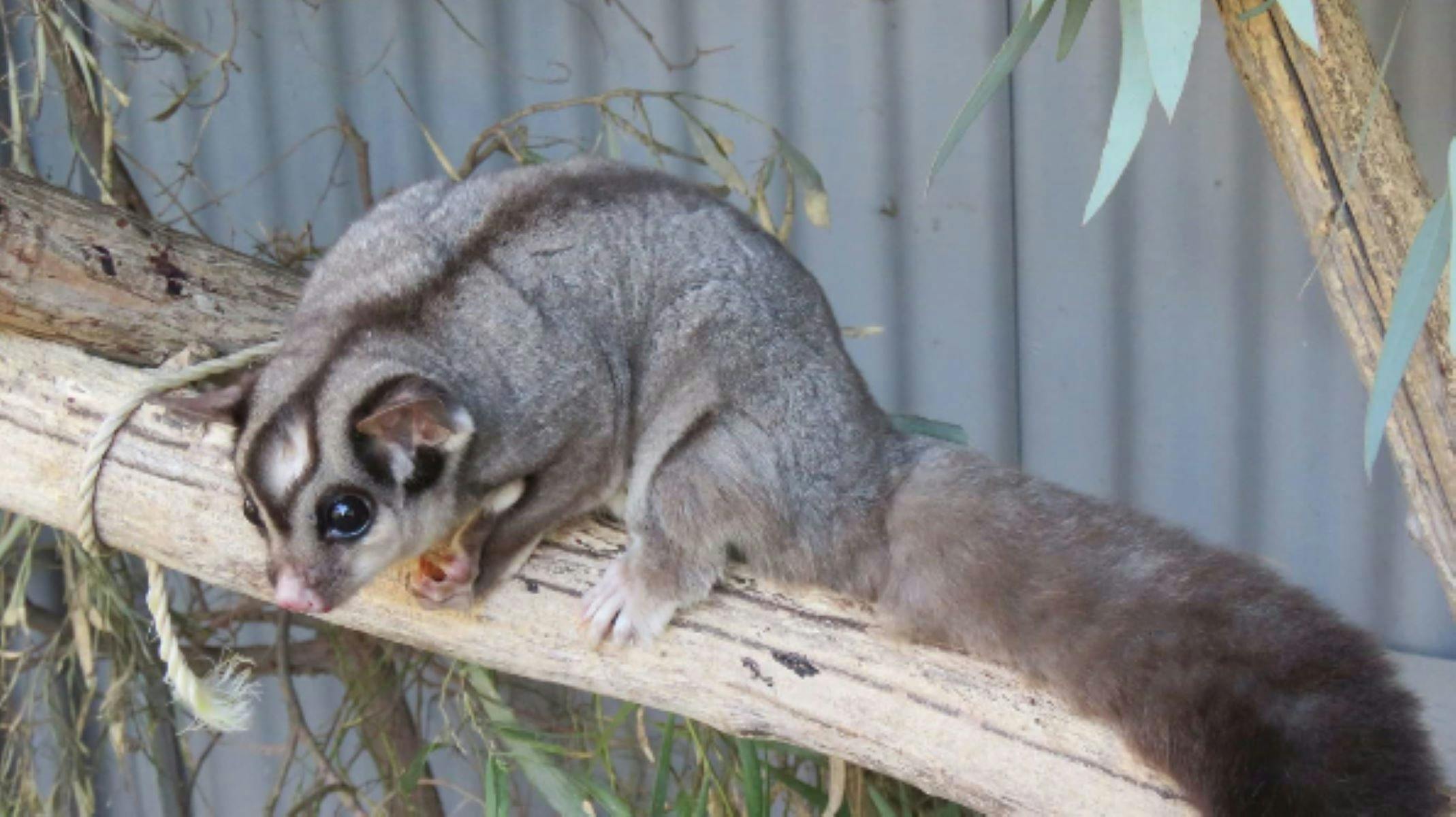 Spot a Squirrel Glider Tour - an Earth Hour event