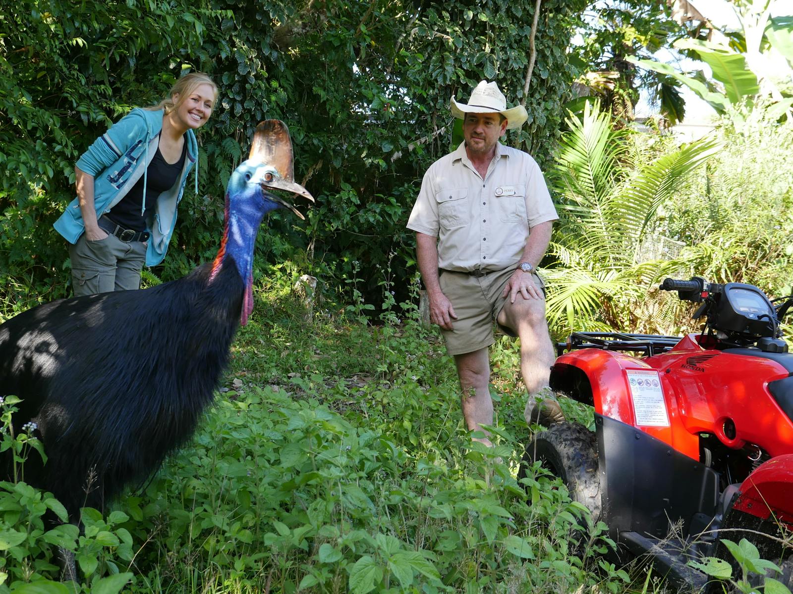 Cassowary in rainforest