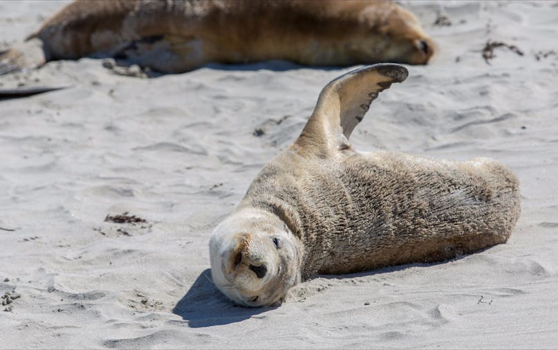 Two Day Best of Kangaroo Island
