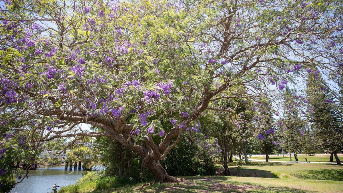 Jacaranda tree on the bank of the North Pine River Jacaranda tree on the bank of the North Pine River