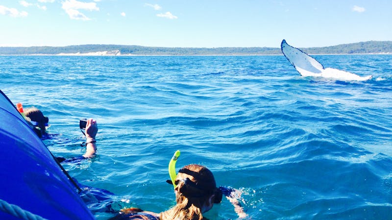 Remote Fraser Island Experience and Whale Watch Encounter – Tasman Venture