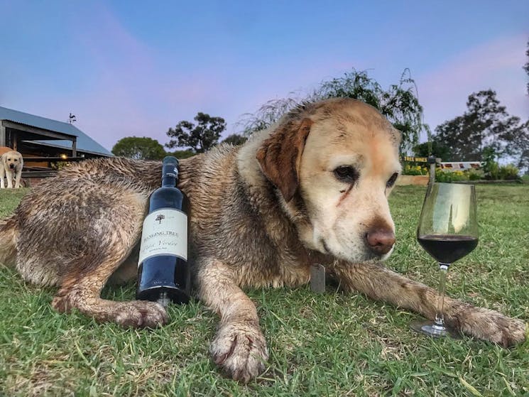 Vodka staring lovingly at the Petit Verdot after a hard day of rolling around in dirt