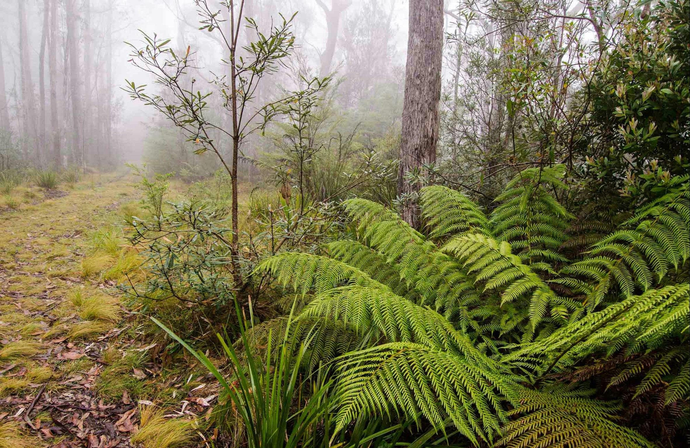 Link trail, Barrington Tops National Park. Photo: John Spencer/NSW Government