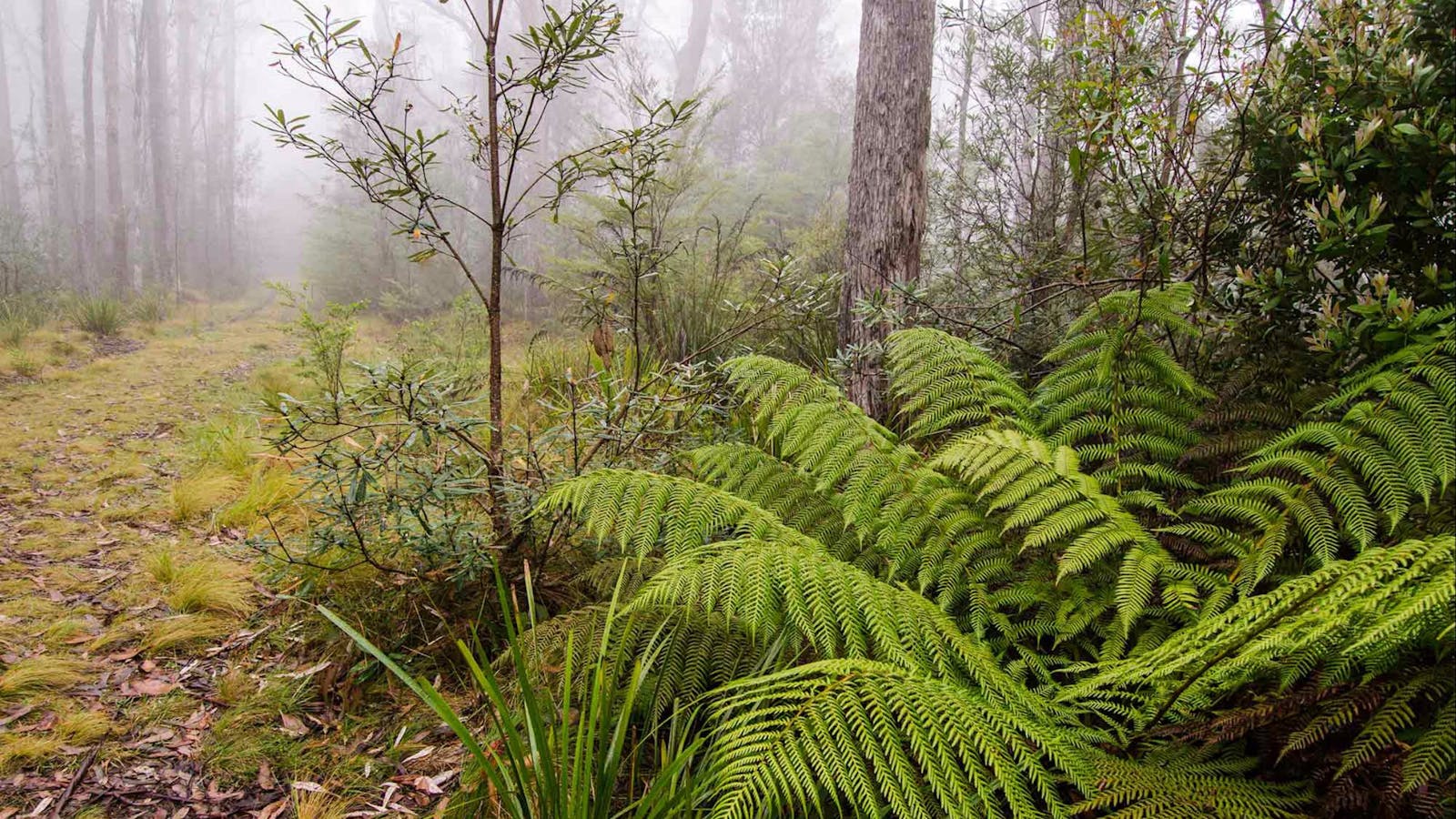 Link Trail - Gloucester Tops to Careys Peak