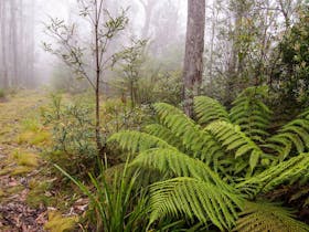 Link Trail - Gloucester Tops to Careys Peak