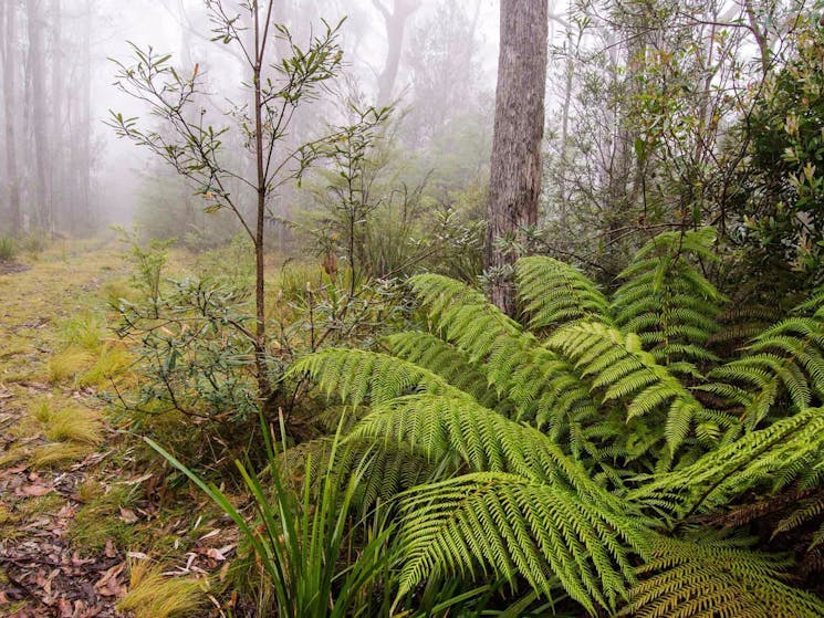 Link trail, Barrington Tops National Park. Photo: John Spencer/NSW Government