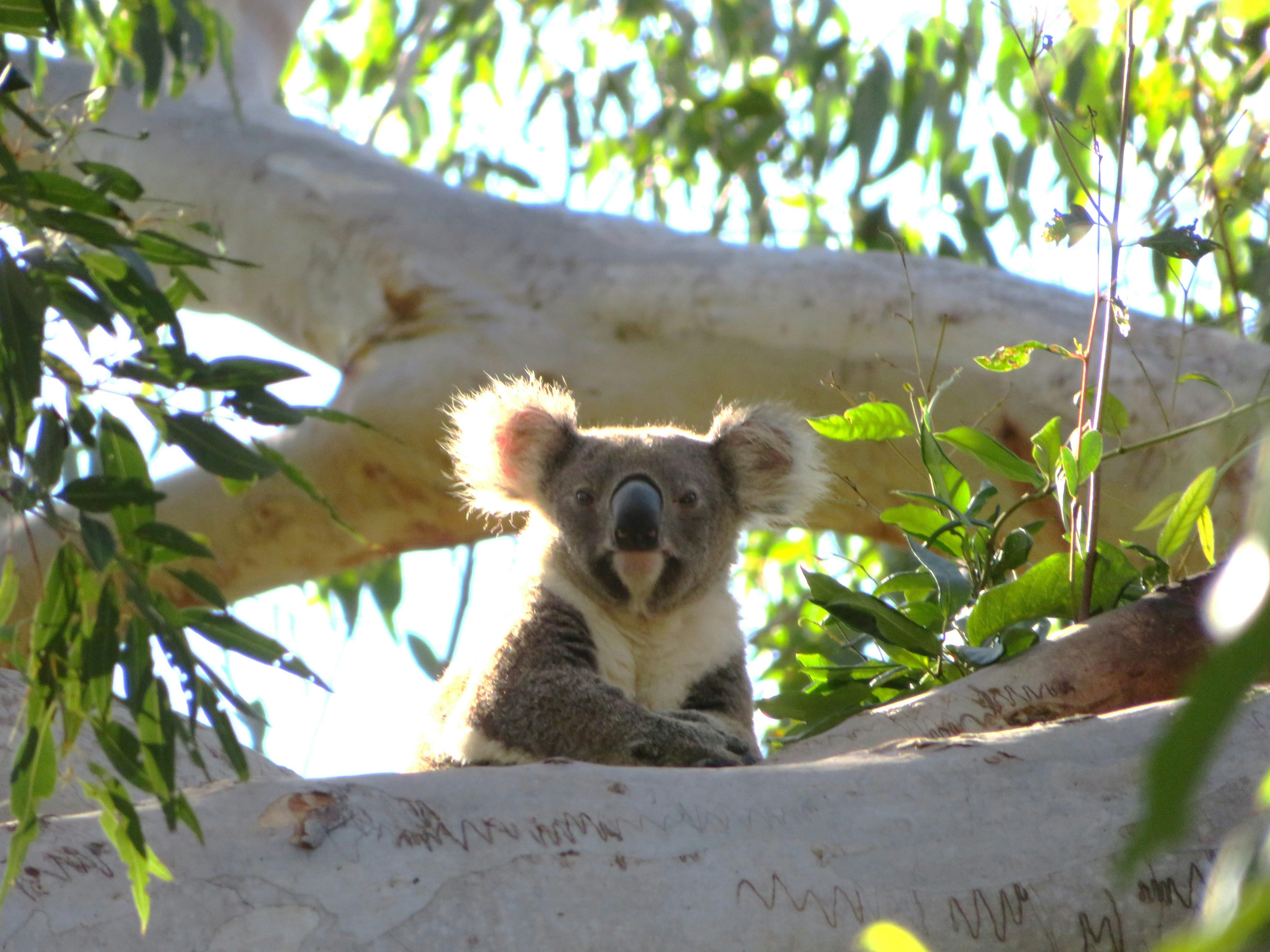 Discover Koalas in the Wild with Ranger Stacey and the Detection Dogs
