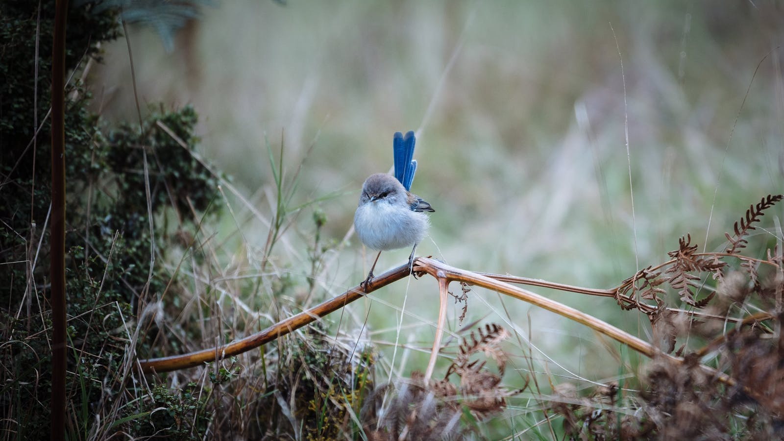 A Superb Blue Fairy Wren spotted at Liffey River Reserve