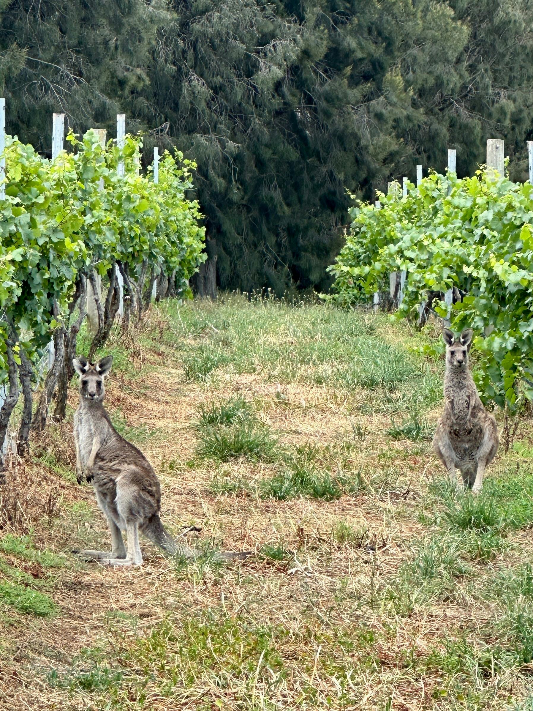 Kangaroos - Scenic Tour
