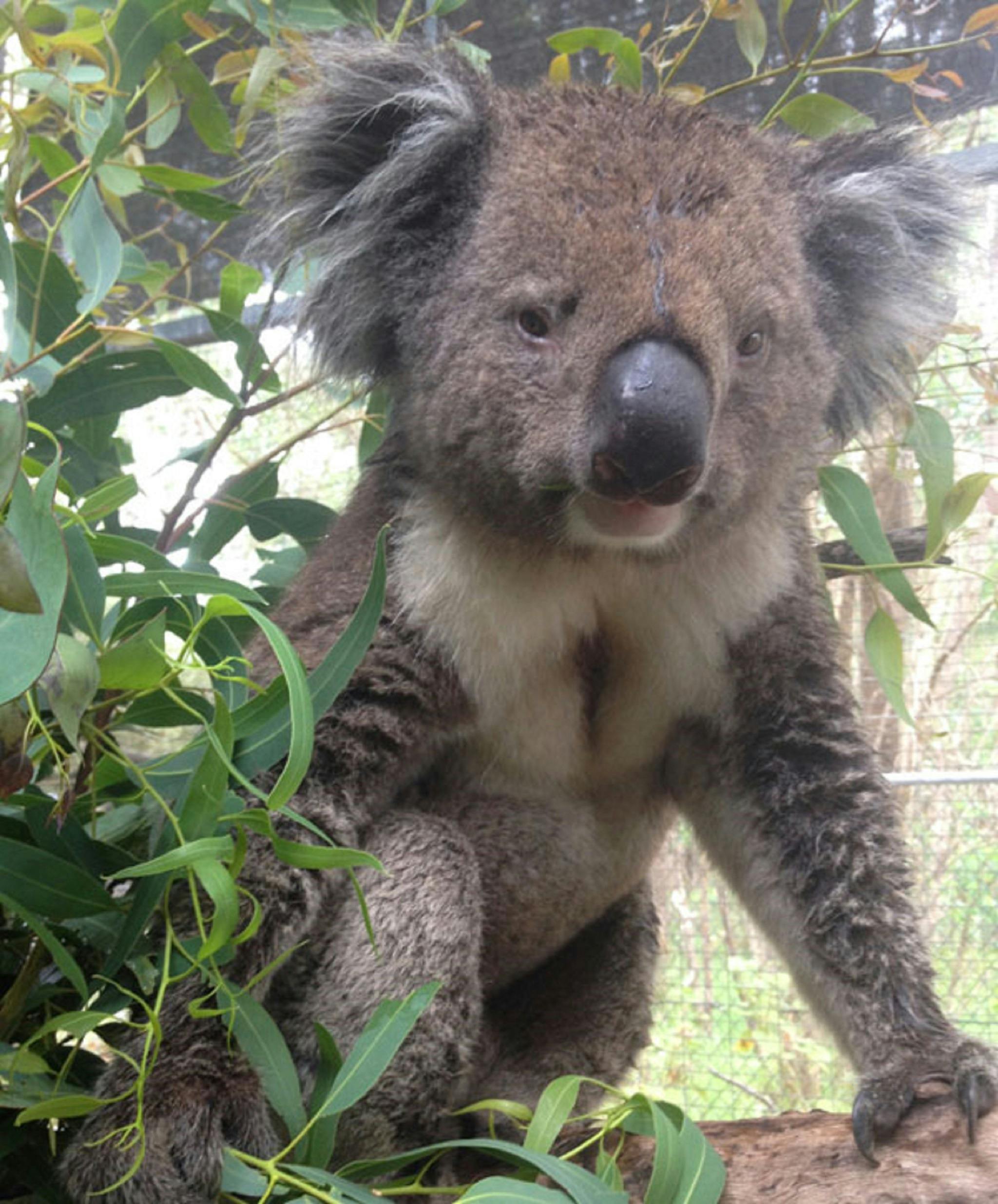 Koala, Peel Zoo, Western Australia