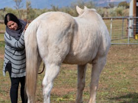 Woman stroking and grooming a grey horse named Dozey
