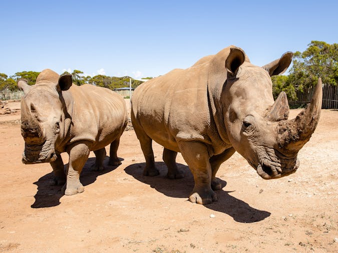Larger than Life at Monarto Safari Park