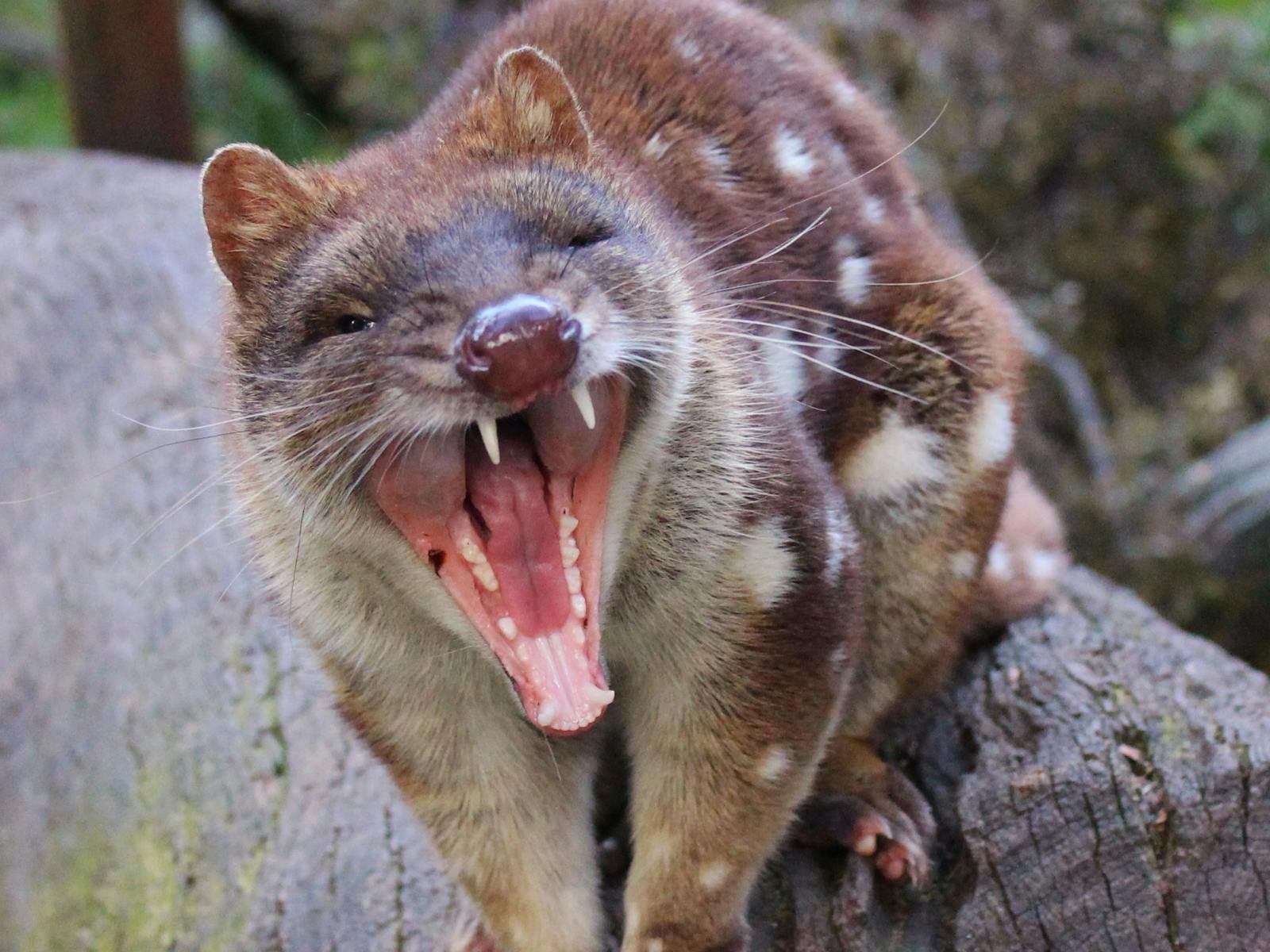 Spotted-tailed quoll