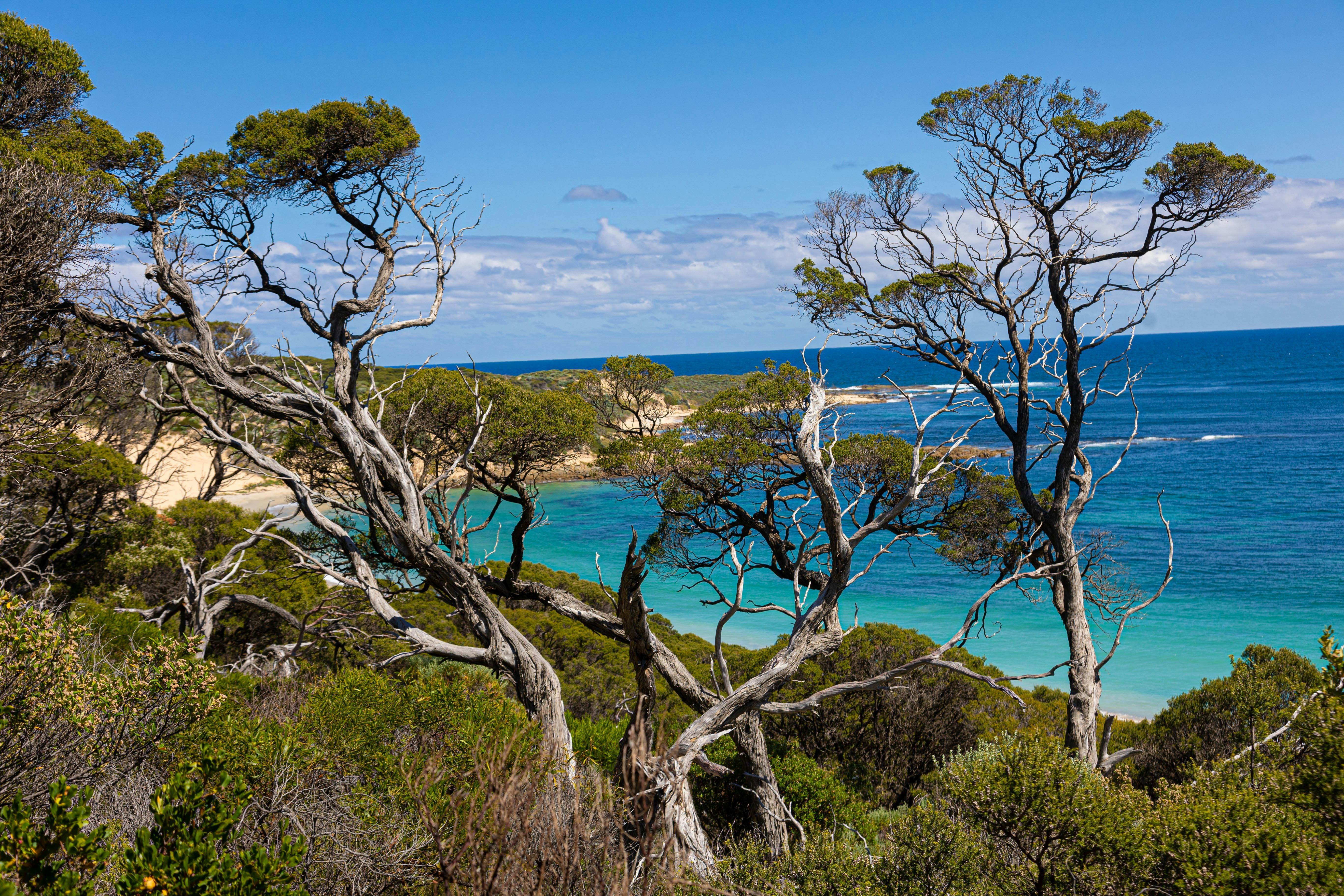 Trees obscure the view of a blue ocean and coastline