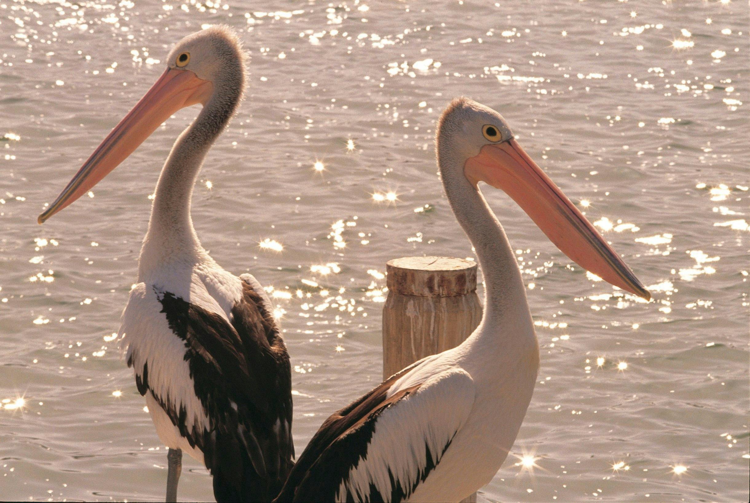 Australian pelicans, Mandurah, Western Australia