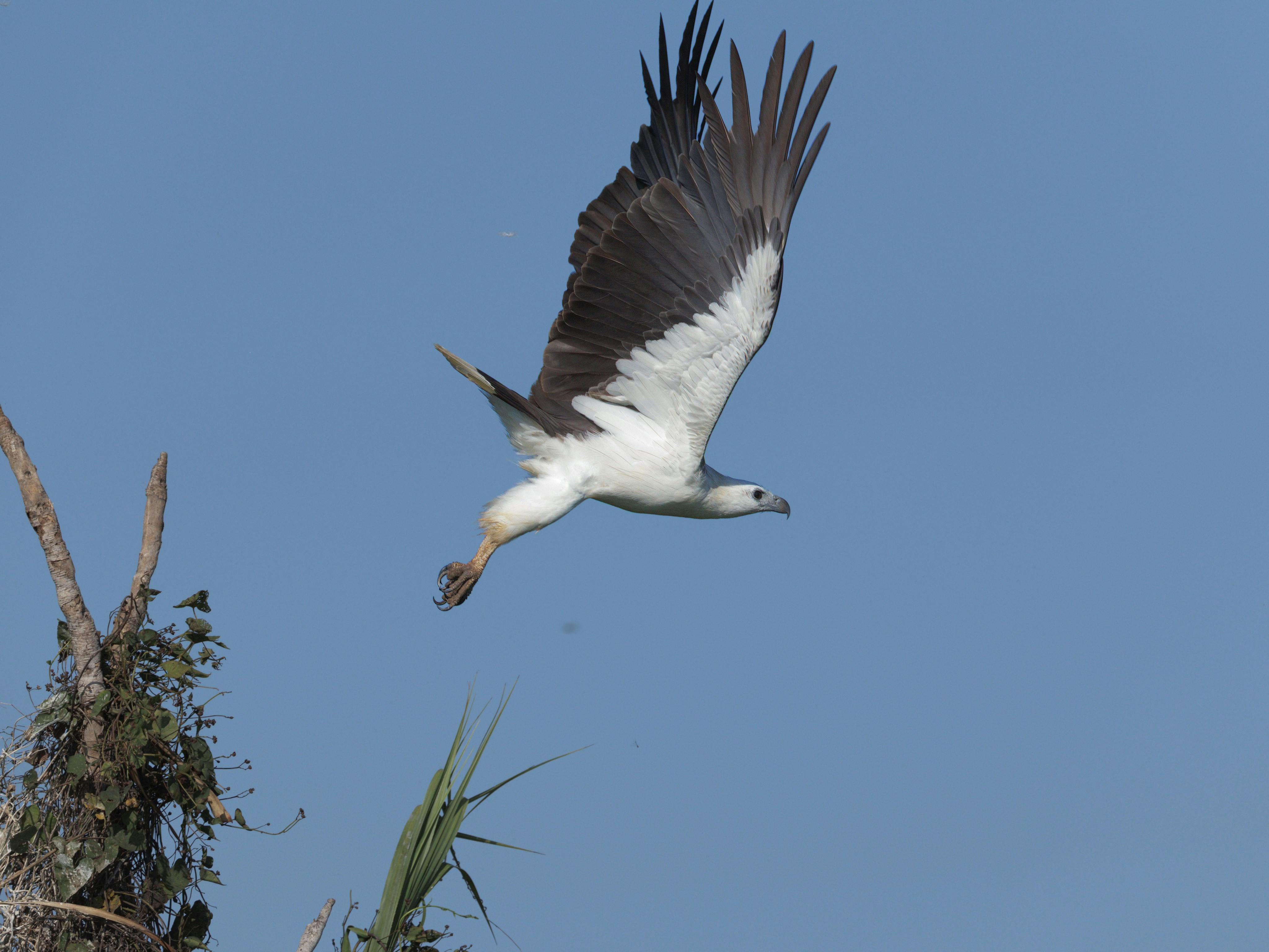 White-bellied Sea-eagle, Icthyophaga leucogaster, launch at Corroboree Billabong, Northern Territory