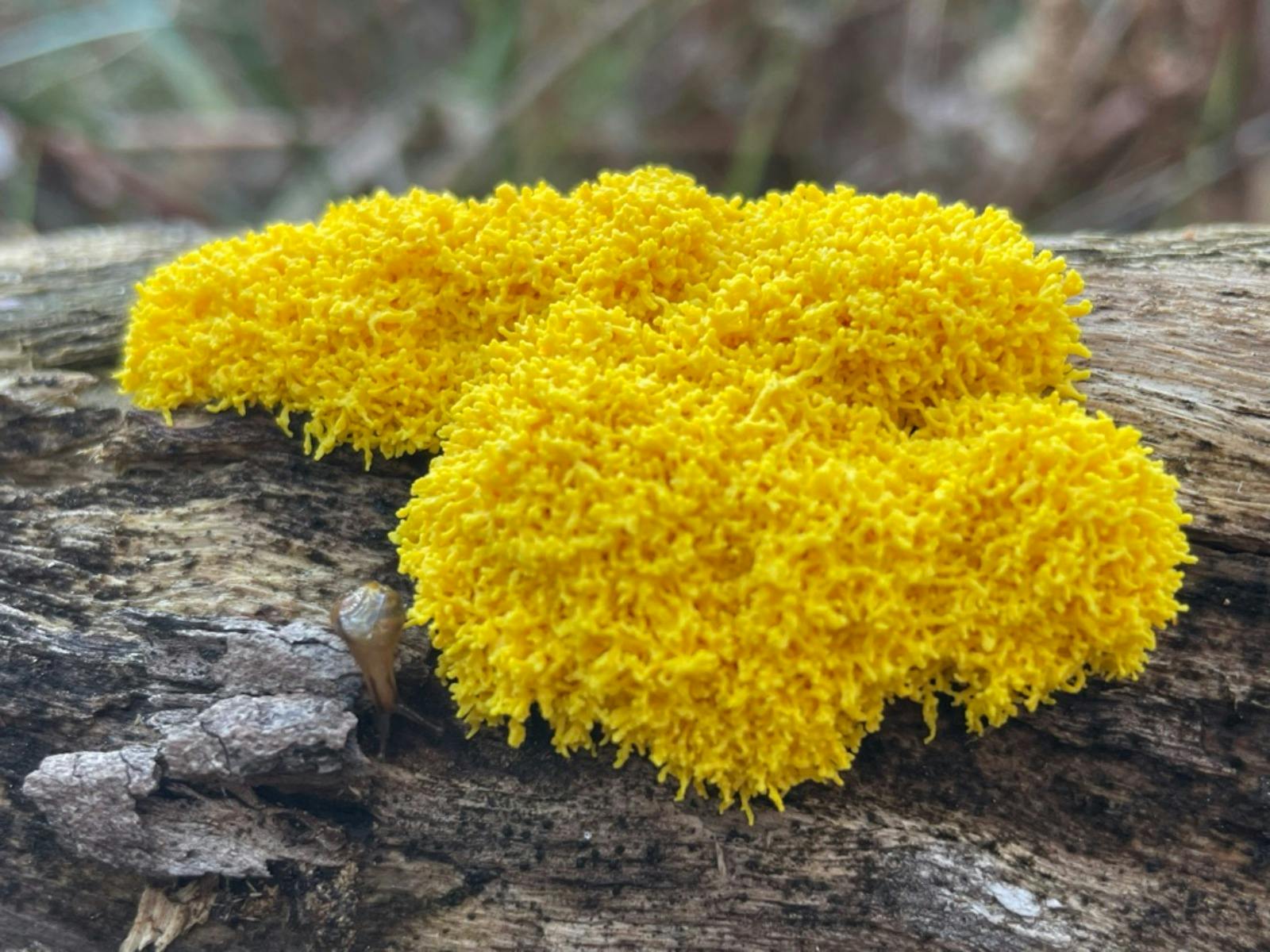 Dog vomit slime mould (Fuligo septica)