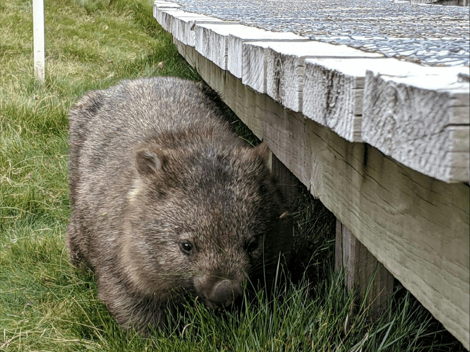 CGT Wildlife Tour - wombat