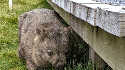 CGT Wildlife Tour - wombat