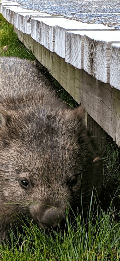 CGT Wildlife Tour - wombat