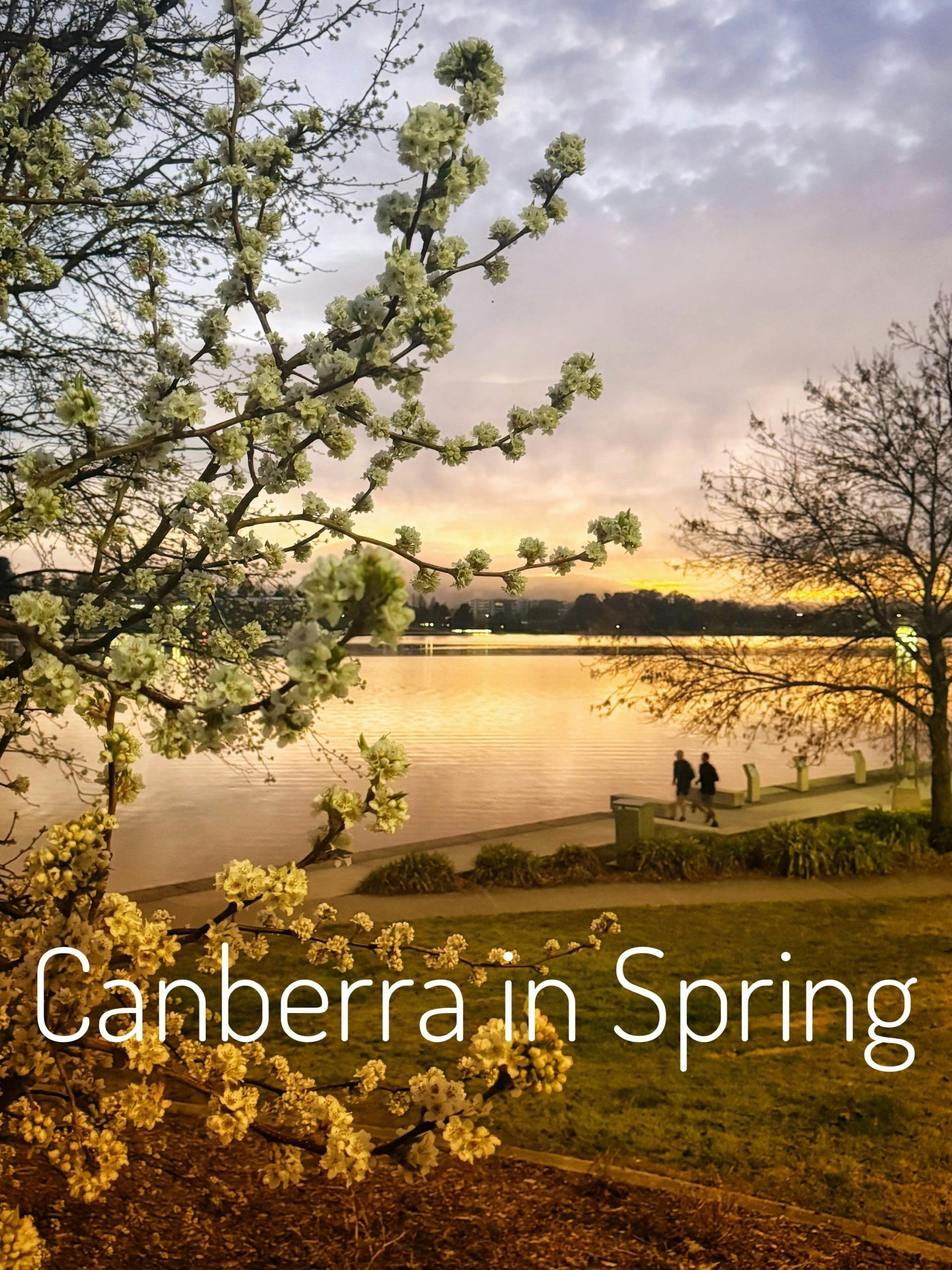 Lake burley Griffin is one of our top attractions here in Canberra the blossoms are bloomimg
