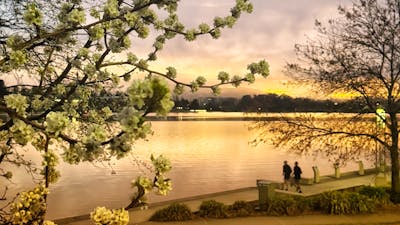Lake burley Griffin is one of our top attractions here in Canberra the blossoms are bloomimg