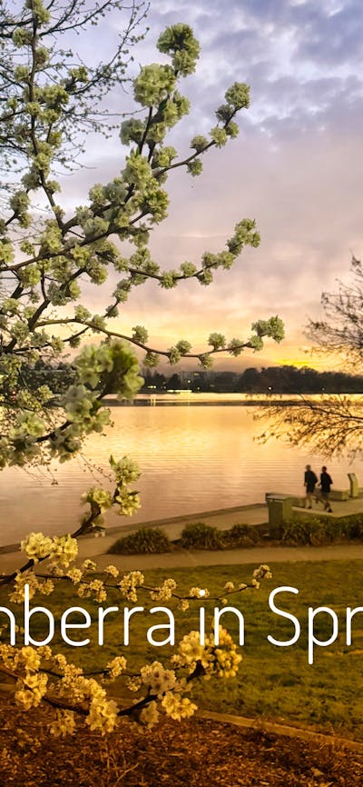 Lake burley Griffin is one of our top attractions here in Canberra the blossoms are bloomimg