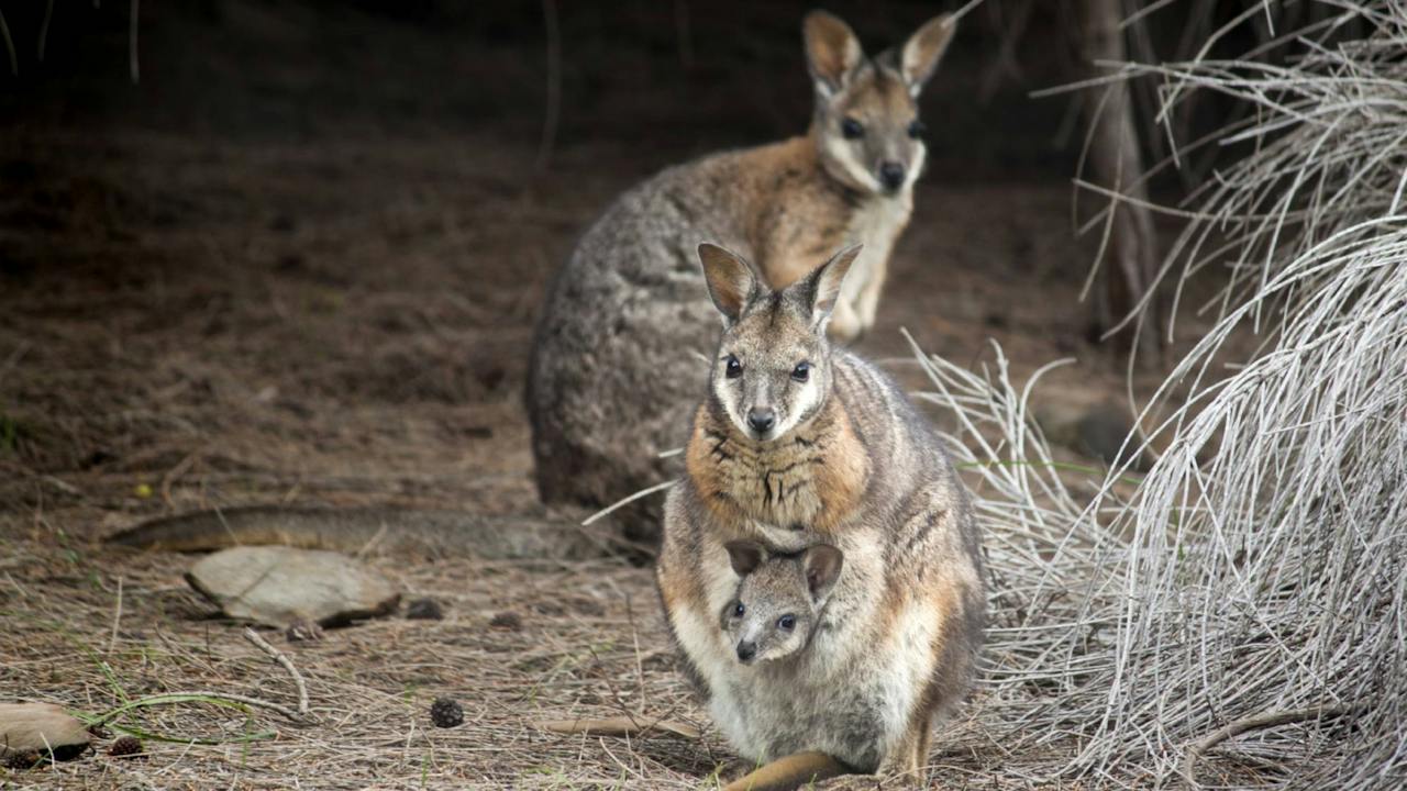 Wallaby
