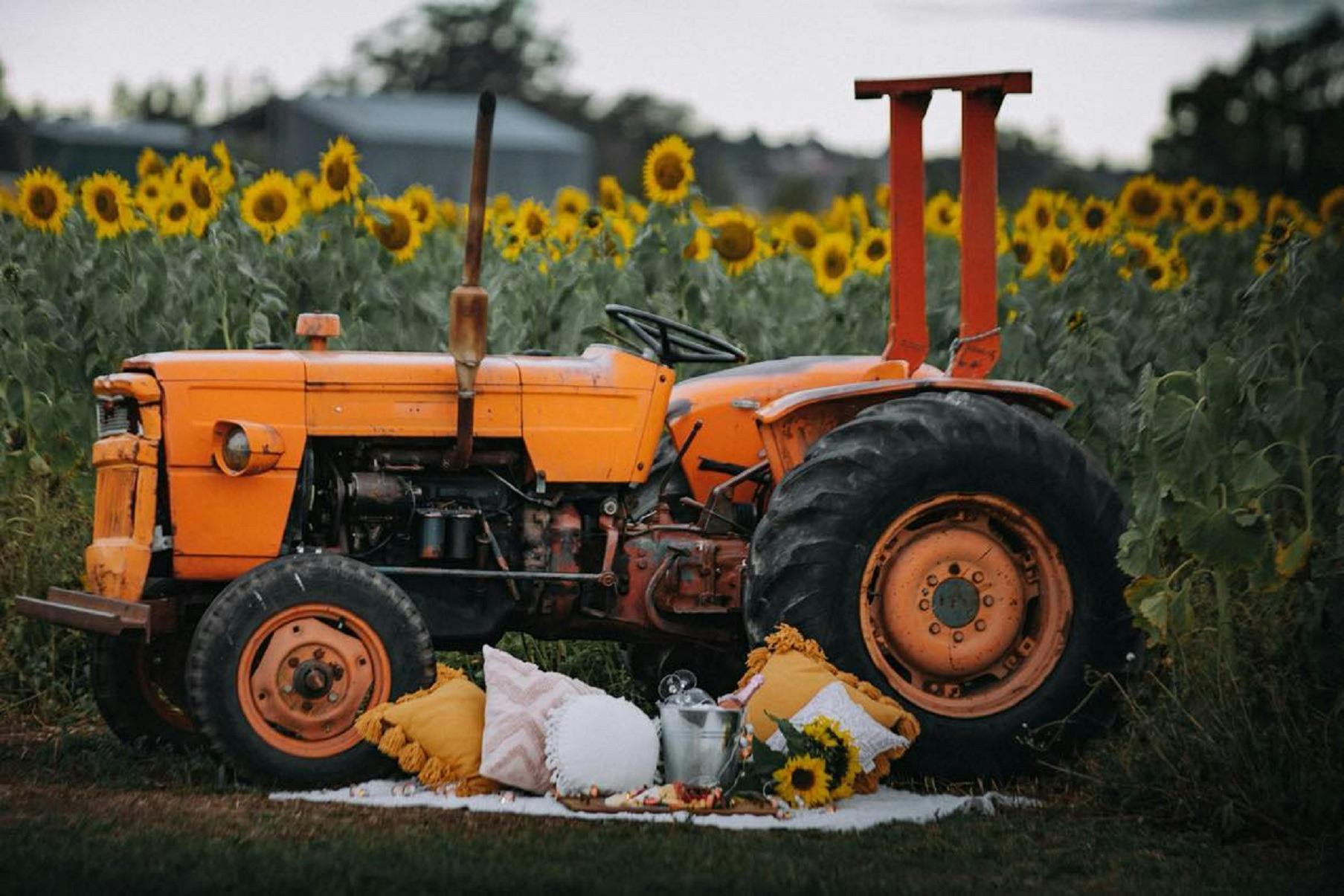 Hunter Valley Sunflowers