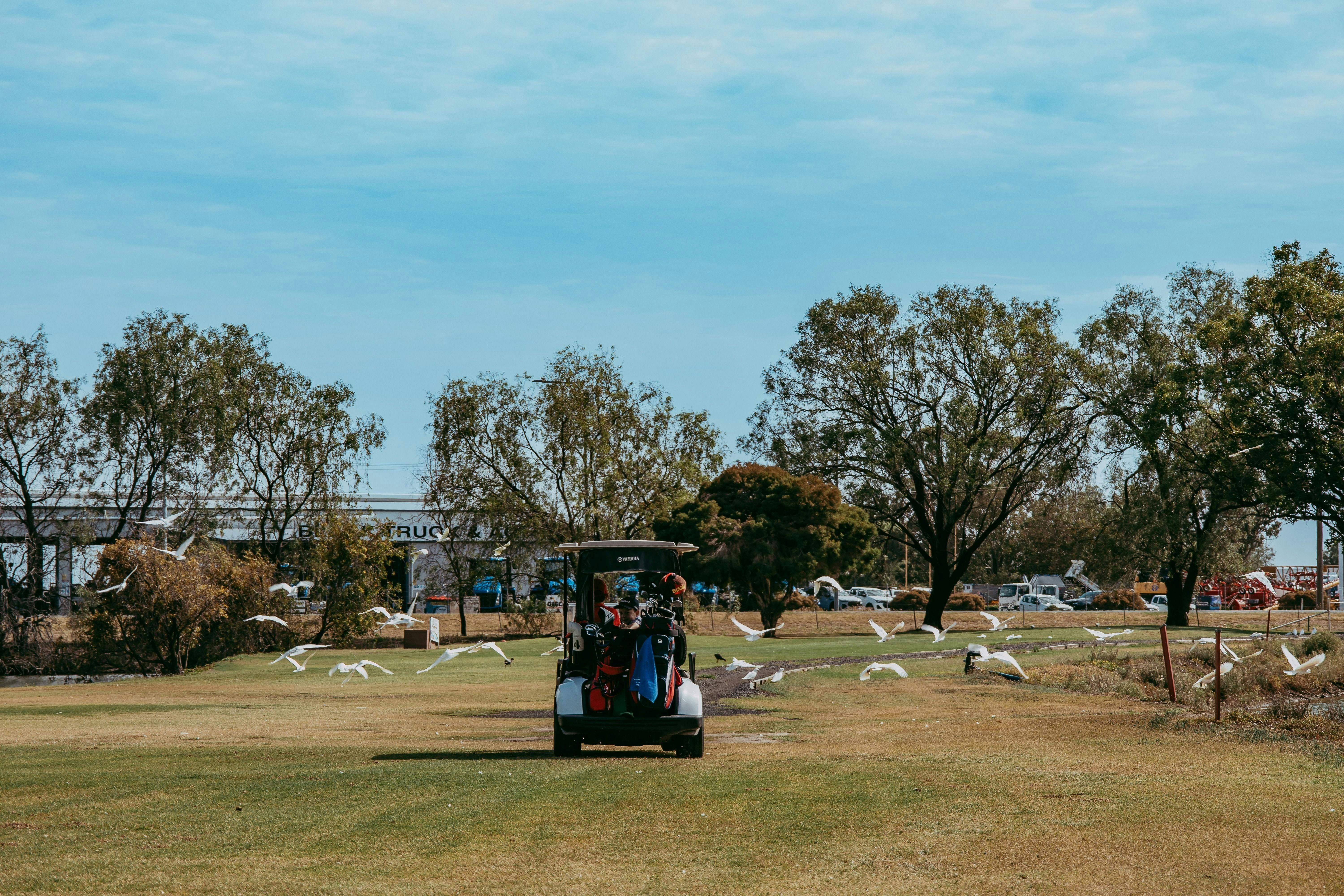 Carts with birds on fairway