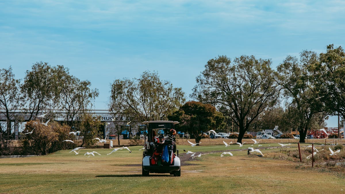 Carts with birds on fairway