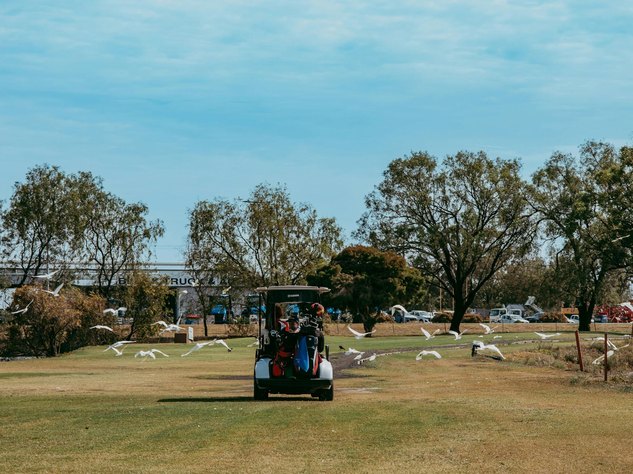 Carts with birds on fairway Carts with birds on fairway