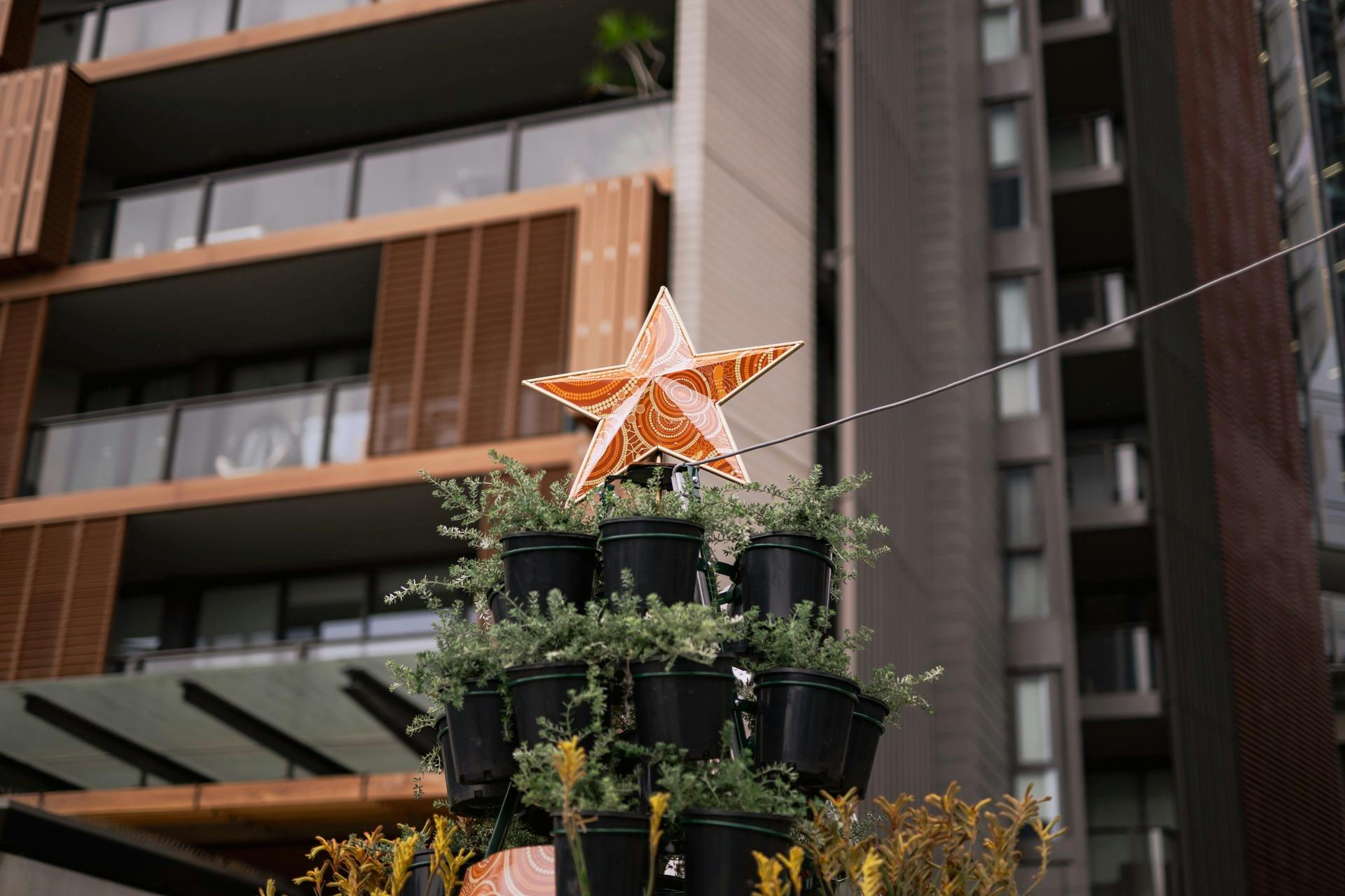 Barangaroo’s Native Living Christmas Trees