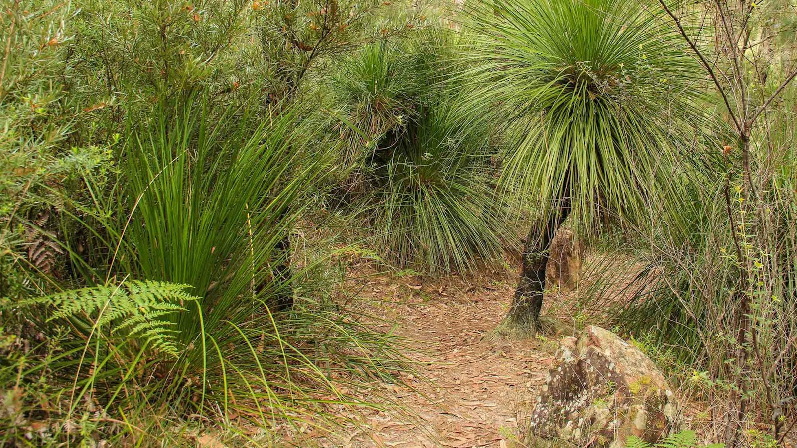 Grass Tree Circuit